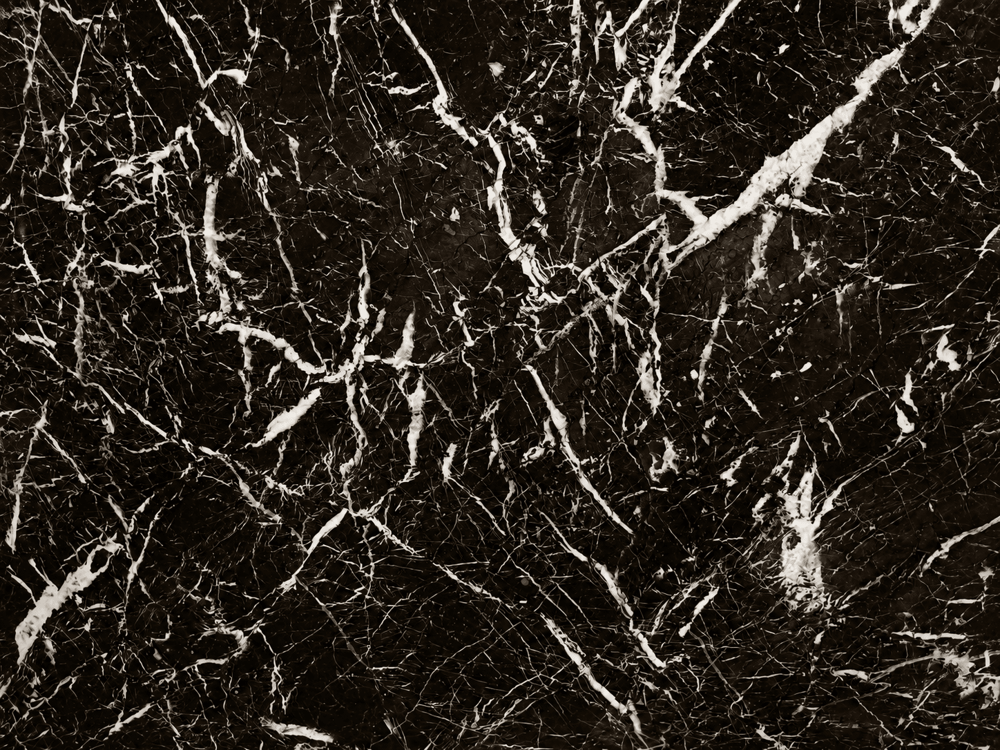 Spider Black photo
